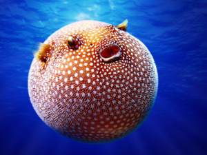 5 dangerous quality about fugu fish