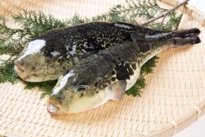 5 dangerous quality about fugu fish